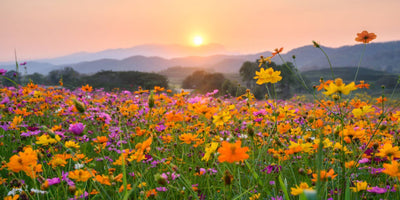 Welcome Early Spring with These 6 Social Distancing Activities