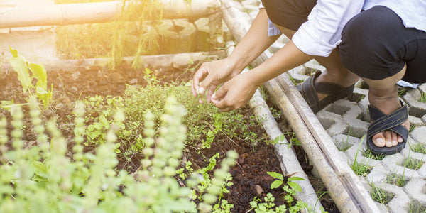 Grow An Herb Garden in 6 Simple Steps
